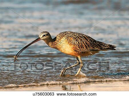Stock Image - Curlew. Fotosearch