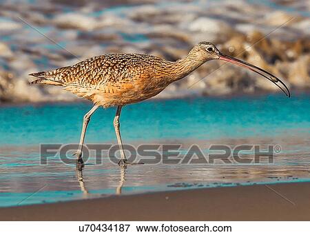 Curlew View Large Photo Image Stock Photo - Curlew. Fotosearch