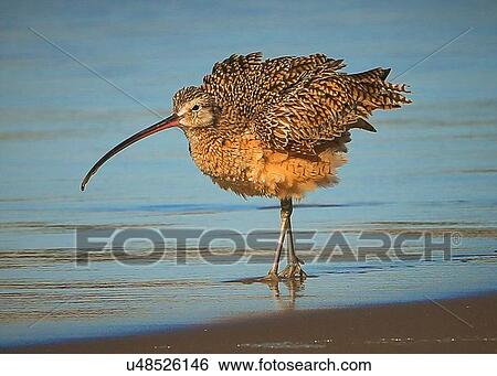 Stock Photograph - Curlew. Fotosearch