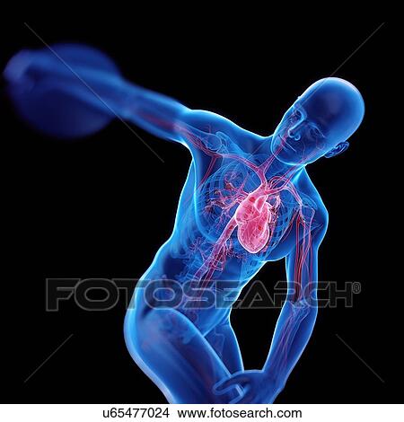 Picture - Discus thrower's skeletal heart, illustration.. Fotosearch