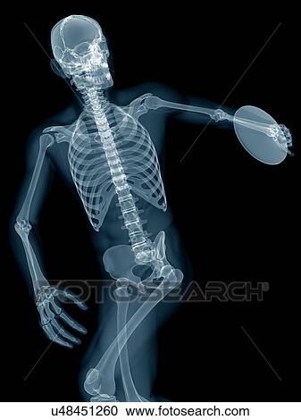 Discus thrower's skeletal system, illustration. View Large Photo Image Stock Image - Discus thrower's skeletal system, illustration.. Fotosearch