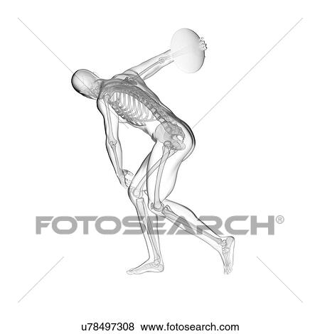 Stock Photo - Discus thrower's skeletal system, illustration.. Fotosearch