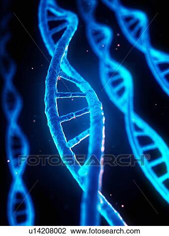 DNA (deoxyribonucleic acid) strands, illustration. View Large Photo Image Stock Image - DNA (deoxyribonucleic acid) strands, illustration.. Fotosearch