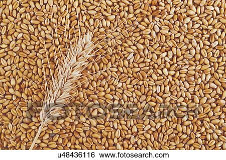 Ear of wheat and grains View Large Photo Image Stock Photograph - Ear of wheat and grains. Fotosearch