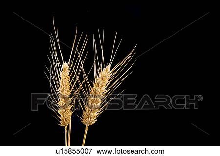 Stock Photo - Ears of wheat. Fotosearch