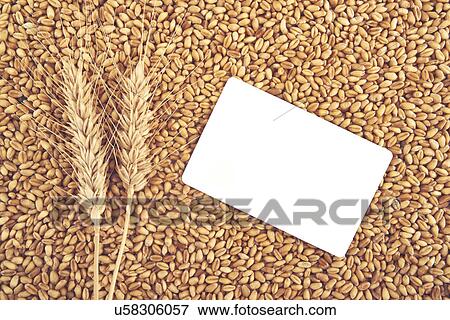 Ears of wheat View Large Photo Image Stock Photo - Ears of wheat. Fotosearch