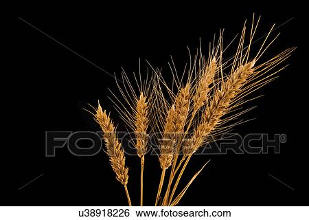 Stock Photograph - Ears of wheat. Fotosearch