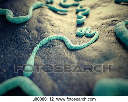Ebola virus, illustration. View Large Photo Image Stock Image - Ebola virus, illustration.. Fotosearch