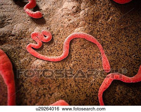 Stock Photograph - Ebola virus, illustration.. Fotosearch
