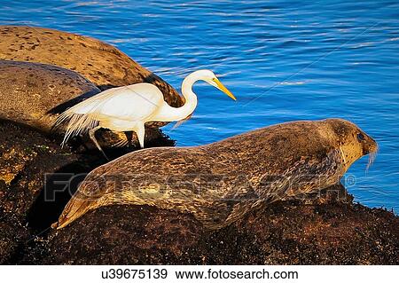 Stock Photo - Egret. Fotosearch