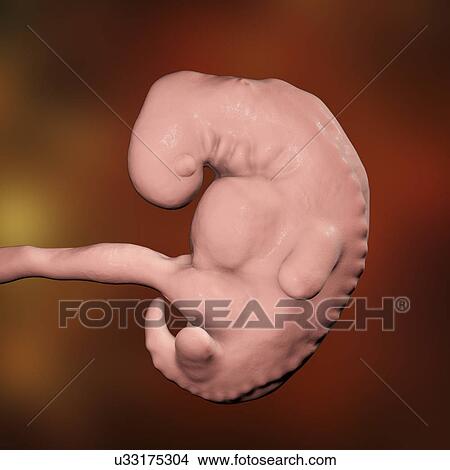 Picture - Embryo during the late period of the 4th week, computer illustration.. Fotosearch