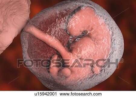 Stock Image - Embryo during the late period of the 4th week, computer illustration.. Fotosearch