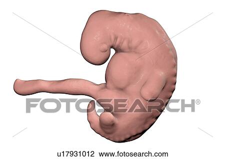Stock Image - Embryo during the late period of the 4th week, computer illustration.. Fotosearch