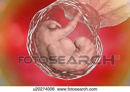 Stock Photograph - Embryo during the late period of the 4th week, computer illustration.. Fotosearch