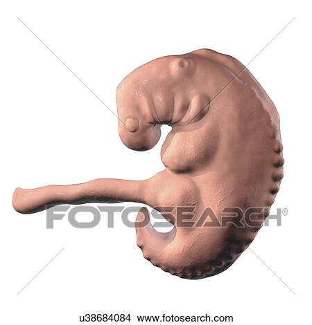 Picture - Embryo during the middle part of the 4th week, computer illustration.. Fotosearch