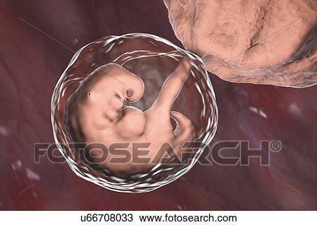 Embryo during the middle part of the 4th week, computer illustration. View Large Photo Image Stock Image - Embryo during the middle part of the 4th week, computer illustration.. Fotosearch