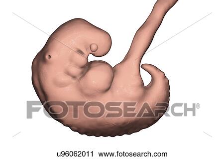 Embryo during the middle part of the 4th week, computer illustration. View Large Photo Image Stock Image - Embryo during the middle part of the 4th week, computer illustration.. Fotosearch