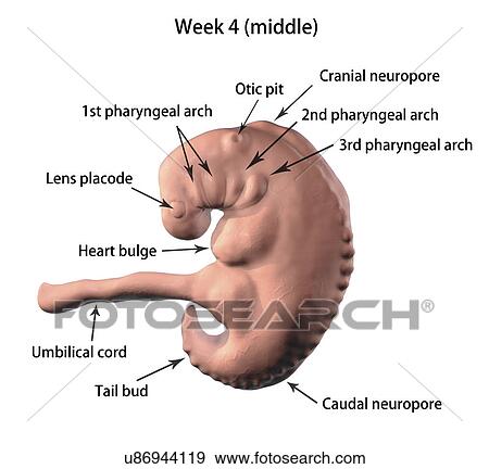 Stock Photo - Embryo during the middle part of the 4th week, computer illustration.. Fotosearch