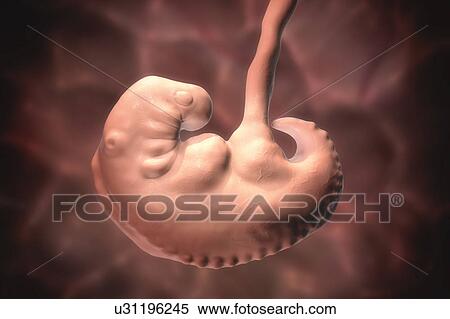 Embryo during the middle part of the 4th week, computer illustration. View Large Photo Image Stock Photography - Embryo during the middle part of the 4th week, computer illustration.. Fotosearch