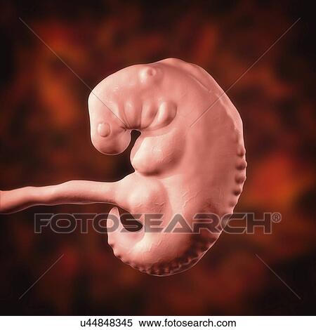Embryo during the middle part of the 4th week, computer illustration. View Large Photo Image Stock Photography - Embryo during the middle part of the 4th week, computer illustration.. Fotosearch