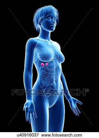Stock Photo - Female adrenal gland, illustration.. Fotosearch