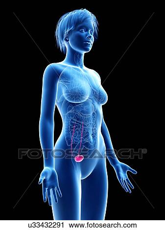 Female bladder, illustration. View Large Photo Image Stock Image - Female bladder, illustration.. Fotosearch