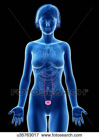 Stock Photo - Female bladder, illustration.. Fotosearch