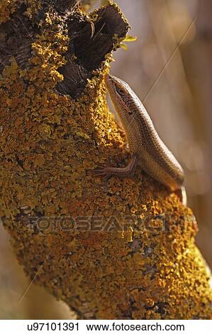 Female bridled mabuya (Trachylepis vittata), or bridled skink, climbing a tree. Photographed in Israel in February. View Large Photo Image Stock Image - Female bridled mabuya (Trachylepis vittata), or bridled skink, climbing a tree. Photographed in Israel in February.. Fotosearch