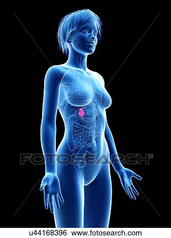 Stock Photograph - Female gallbladder, illustration.. Fotosearch