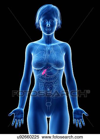 Stock Photography - Female gallbladder, illustration.. Fotosearch