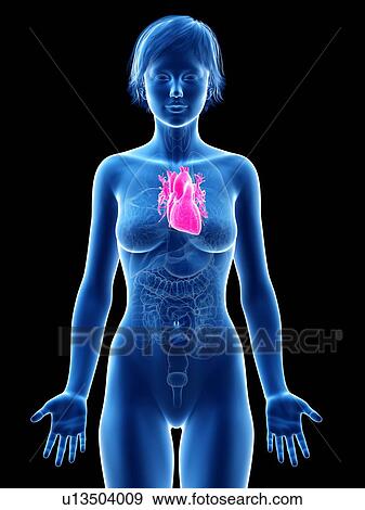 Stock Photo - Female heart, illustration.. Fotosearch