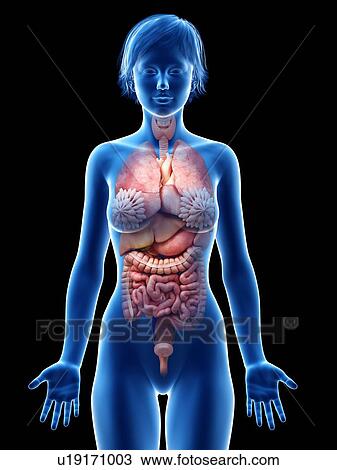 Stock Image - Female internal organs, illustration.. Fotosearch