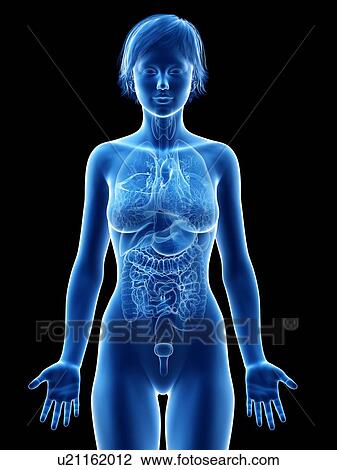 Female internal organs, illustration. View Large Photo Image Stock Image - Female internal organs, illustration.. Fotosearch