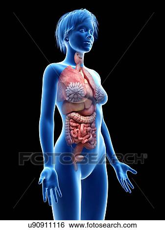 Stock Photograph - Female internal organs, illustration.. Fotosearch