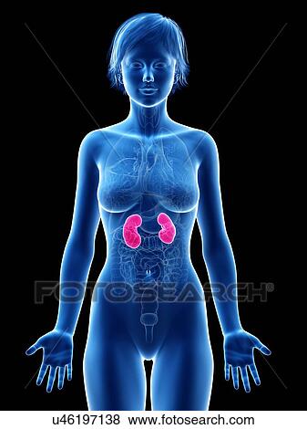 Stock Photo - Female kidneys, illustration.. Fotosearch