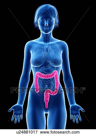 Female large intestine, illustration. View Large Photo Image Stock Photo - Female large intestine, illustration.. Fotosearch