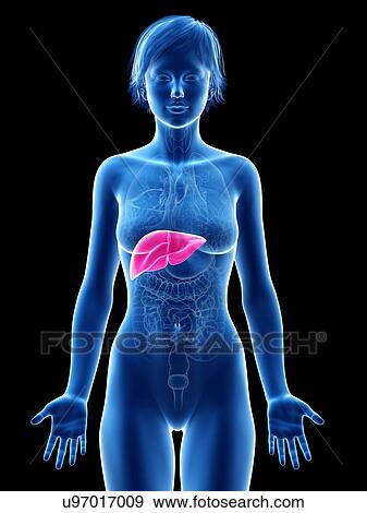 Female liver, illustration. View Large Photo Image Stock Photo - Female liver, illustration.. Fotosearch