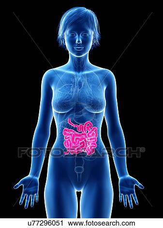 Female small intestine, illustration. View Large Photo Image Stock Image - Female small intestine, illustration.. Fotosearch