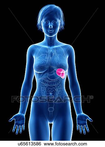 Stock Photograph - Female spleen, illustration.. Fotosearch