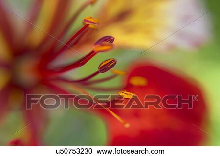 Flame tree (Delonix regia) flower View Large Photo Image Stock Image - Flame tree (Delonix regia) flower. Fotosearch