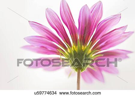 Picture - Gerbera flower. Fotosearch