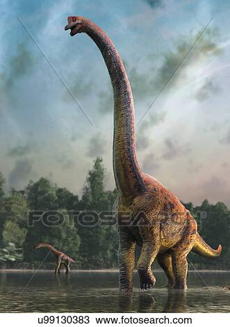 Giraffatitan, illustration View Large Photo Image Stock Image - Giraffatitan, illustration. Fotosearch
