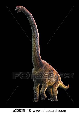 Stock Photo - Giraffatitan, illustration. Fotosearch