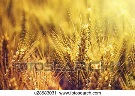 Stock Image - Golden ears of wheat in field. Fotosearch