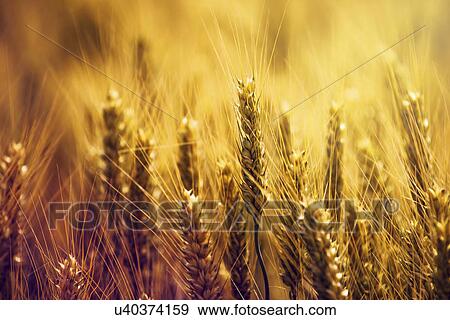 Stock Photo - Golden ears of wheat in field. Fotosearch
