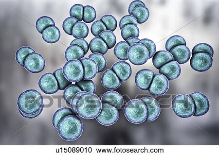 Stock Image - Gonorrhoeae bacteria. Computer illustration of Neisseria gonorrhoeae bacteria. N. gonorrhoeae is a Gram-negative bacterium that causes the sexually transmitted infection gonorrhoea. Symptoms include vaginal or urethral discharge and a burning.... Fotosearch