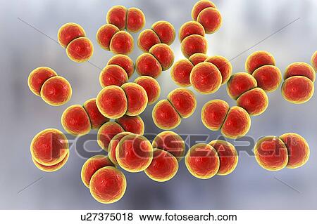 Stock Photo - Gonorrhoeae bacteria. Computer illustration of Neisseria gonorrhoeae bacteria. N. gonorrhoeae is a Gram-negative bacterium that causes the sexually transmitted infection gonorrhoea. Symptoms include vaginal or urethral discharge and a burning.... Fotosearch
