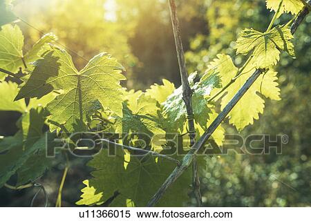 Stock Photography - Grapevine leaves in vineyard. Fotosearch