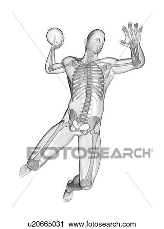 Stock Image - Handball player's skeletal system, illustration.. Fotosearch