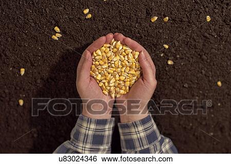 Stock Photograph - Handful of harvested corn seed. Fotosearch